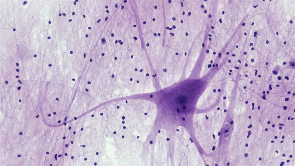 magem microscópica de célula nervosa, representando o sistema nervoso autônomo e sua atuação na regulação das funções do organismo.